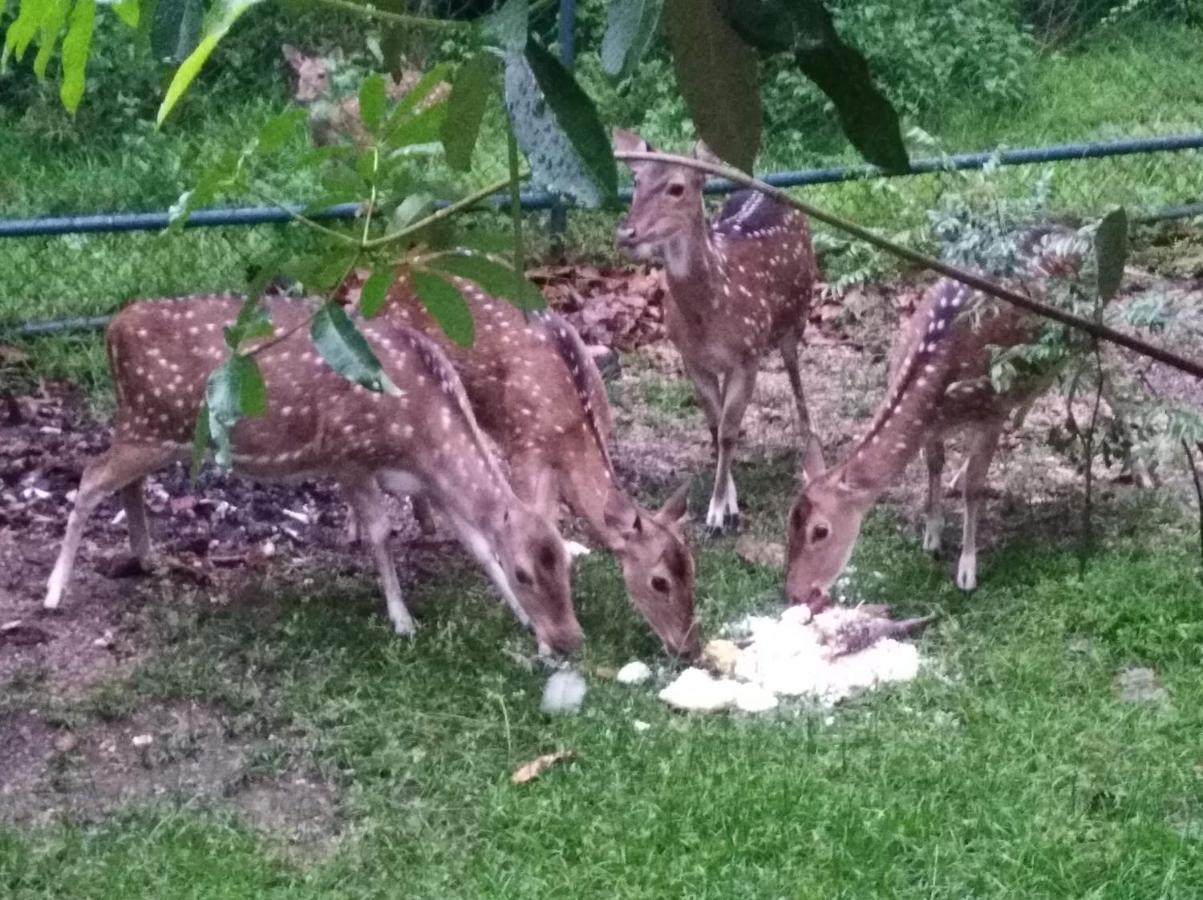 Hotel Deer Garden Guest Polonnaruwa Zewnętrze zdjęcie
