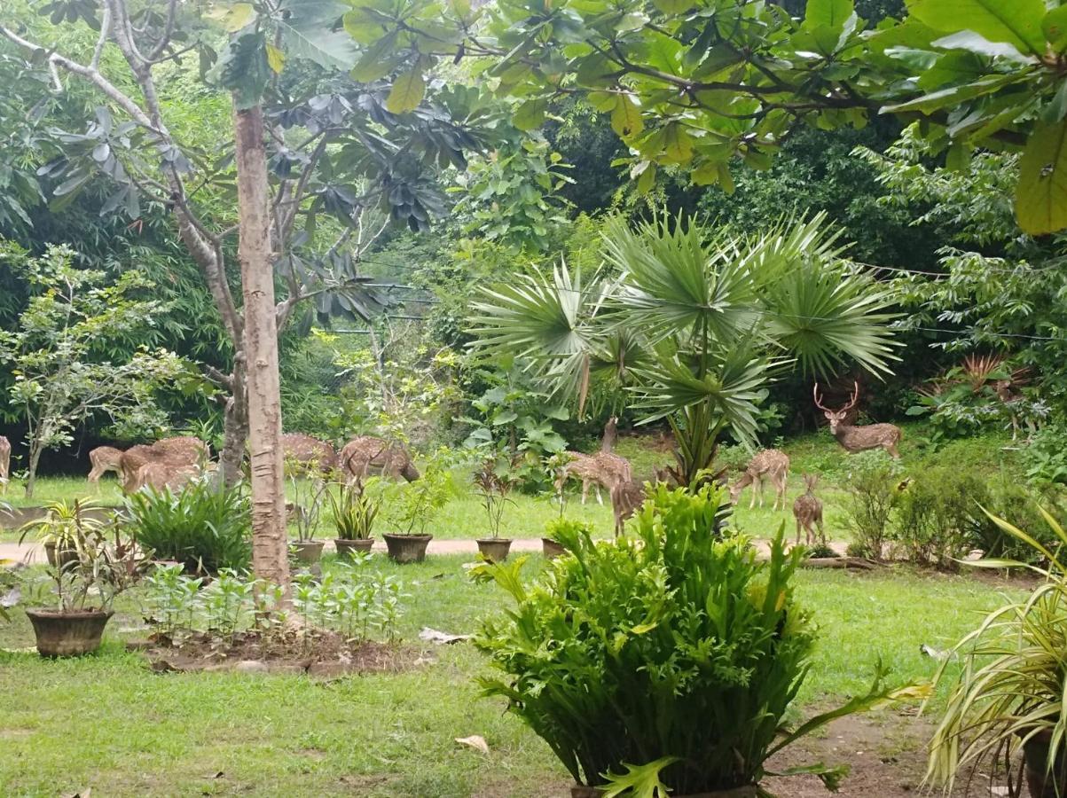 Hotel Deer Garden Guest Polonnaruwa Zewnętrze zdjęcie
