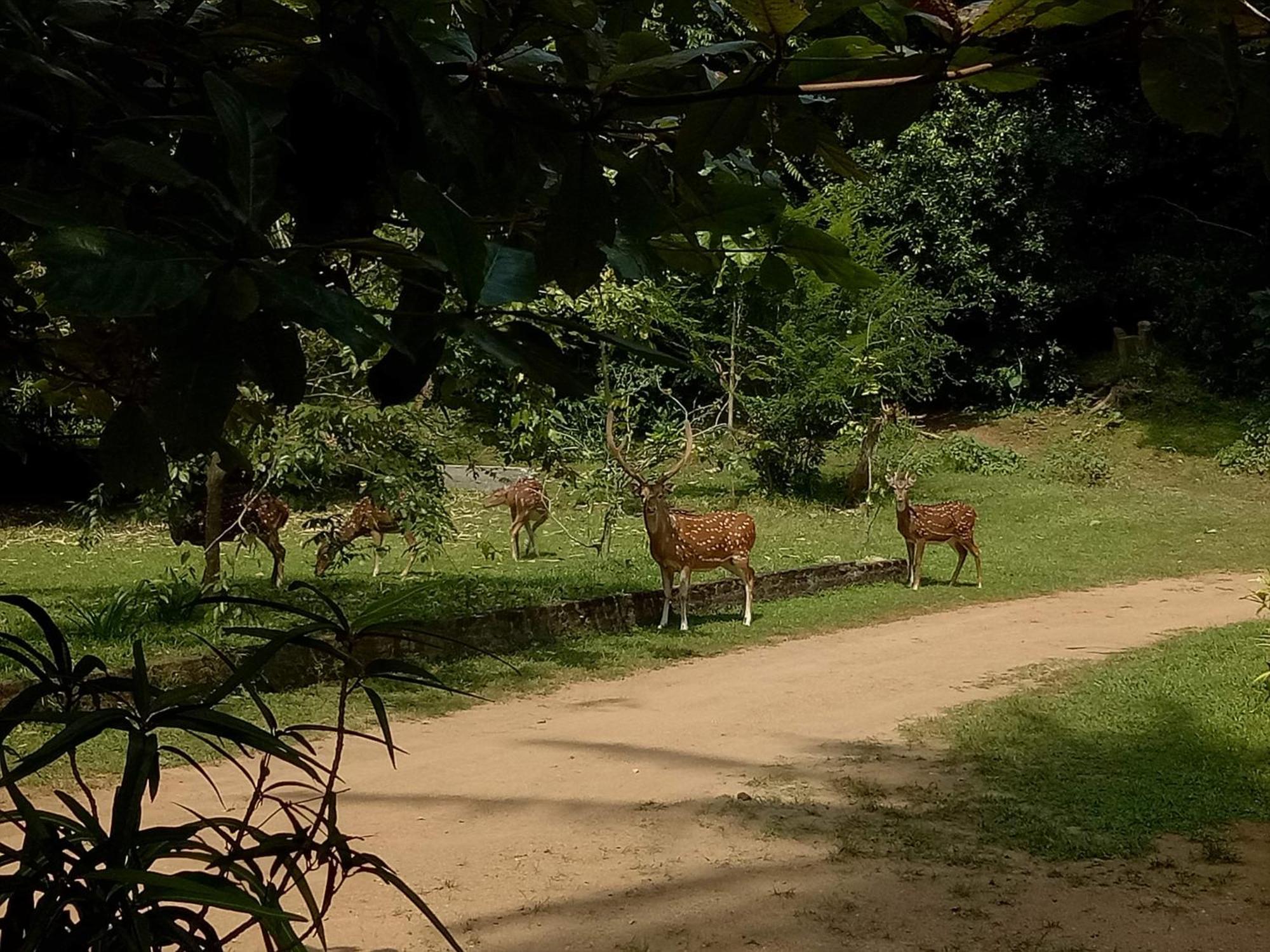 Hotel Deer Garden Guest Polonnaruwa Zewnętrze zdjęcie