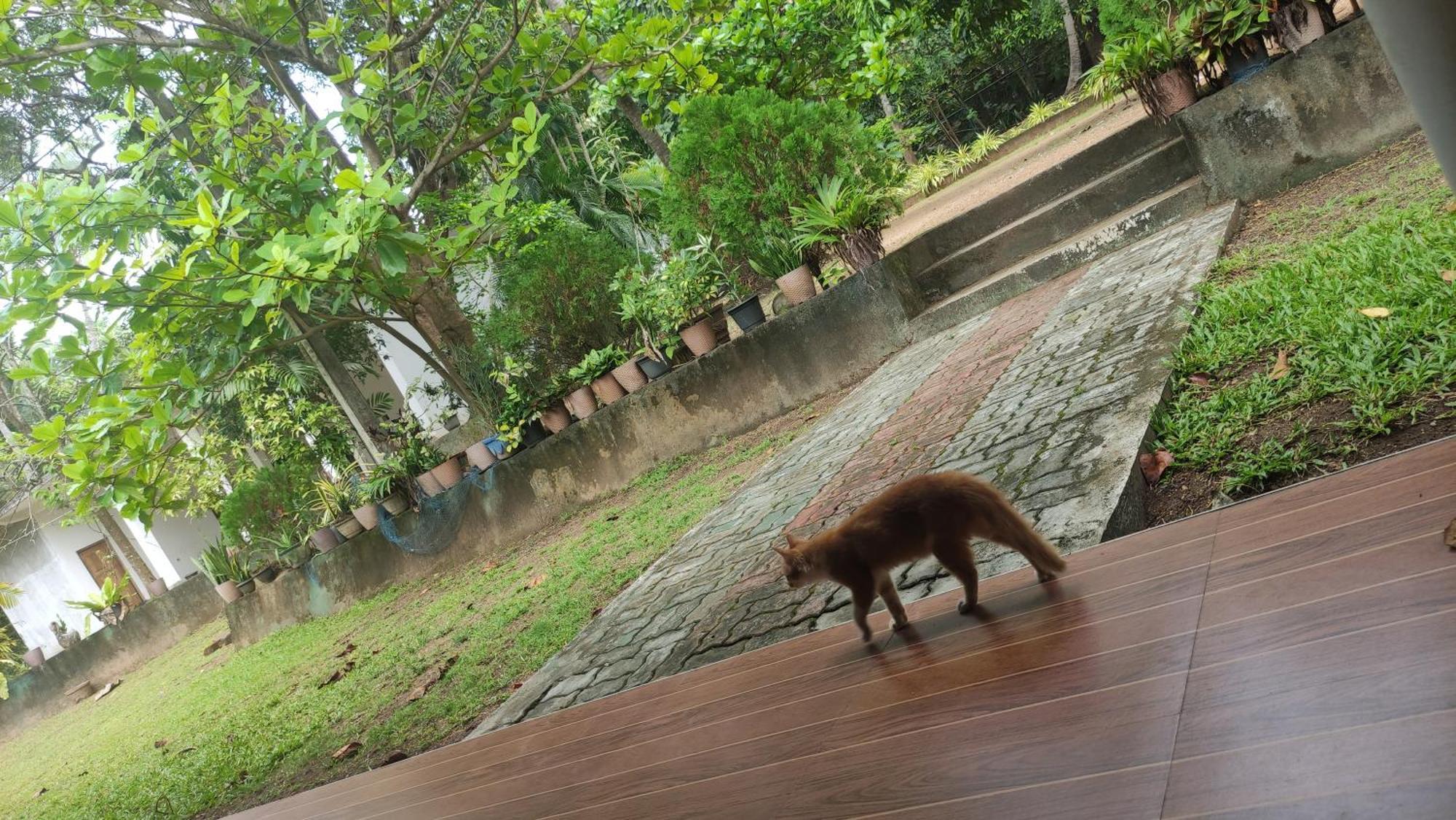 Hotel Deer Garden Guest Polonnaruwa Zewnętrze zdjęcie