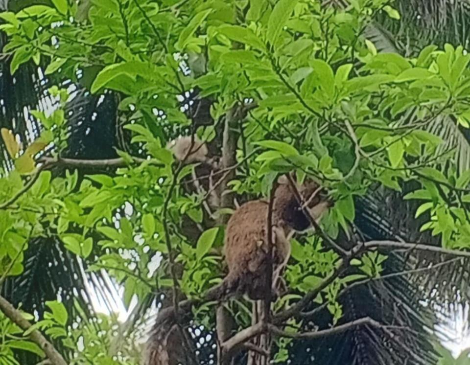 Hotel Deer Garden Guest Polonnaruwa Zewnętrze zdjęcie