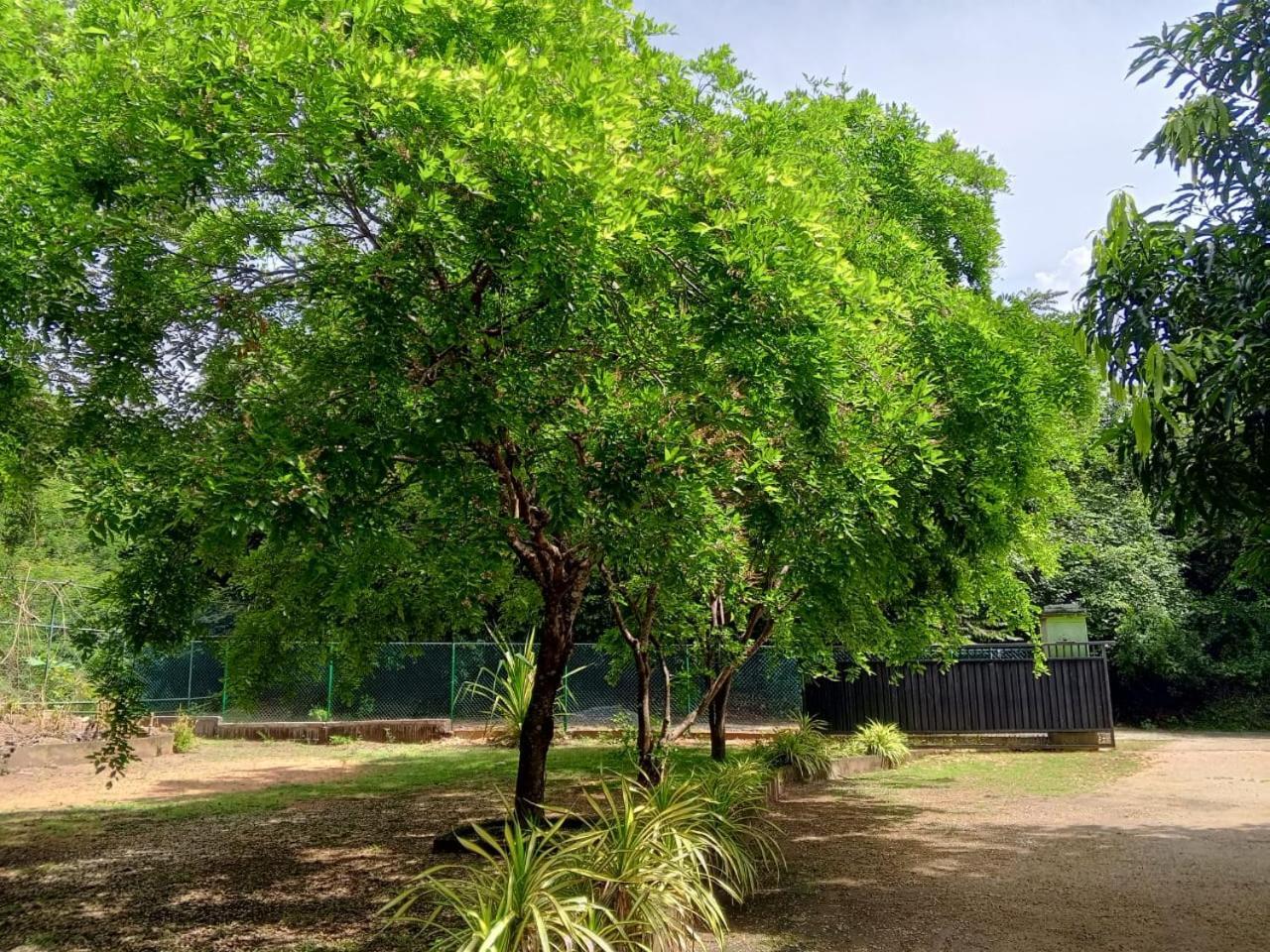 Hotel Deer Garden Guest Polonnaruwa Zewnętrze zdjęcie